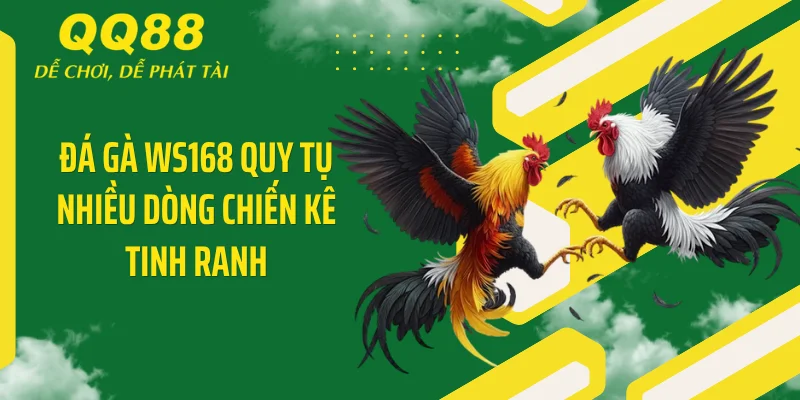 Đá gà WS168 quy tụ nhiều dòng chiến kê tinh ranh